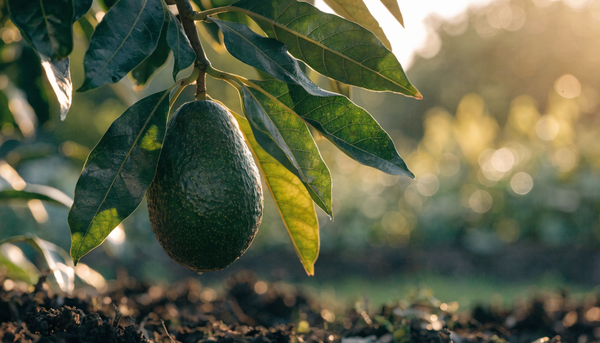 Ripening avocado hanging from a tree branch in a lush organic garden at golden hour