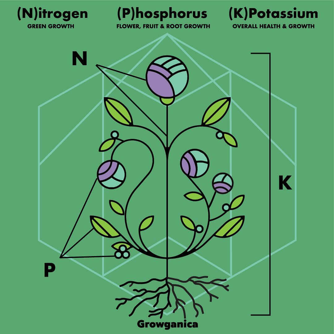 Organic Fertilizers: Unlearning Everything You Knew About NPK - GROWGANICA