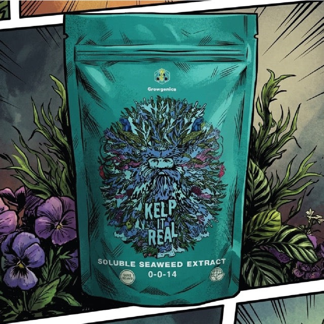 Growganica Kelp it Real OMRI Organic Soluble Seaweed 0-0-14 | Natural Plant Growth Stimulant & Fertilizer for Soil & Hydroponics
