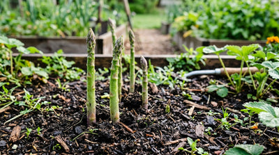 Asparagus