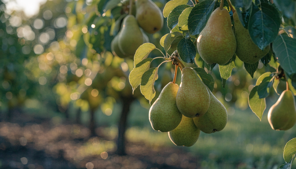 Ripe golden-green pears hanging on a leafy branch in an organic orchard at golden hour