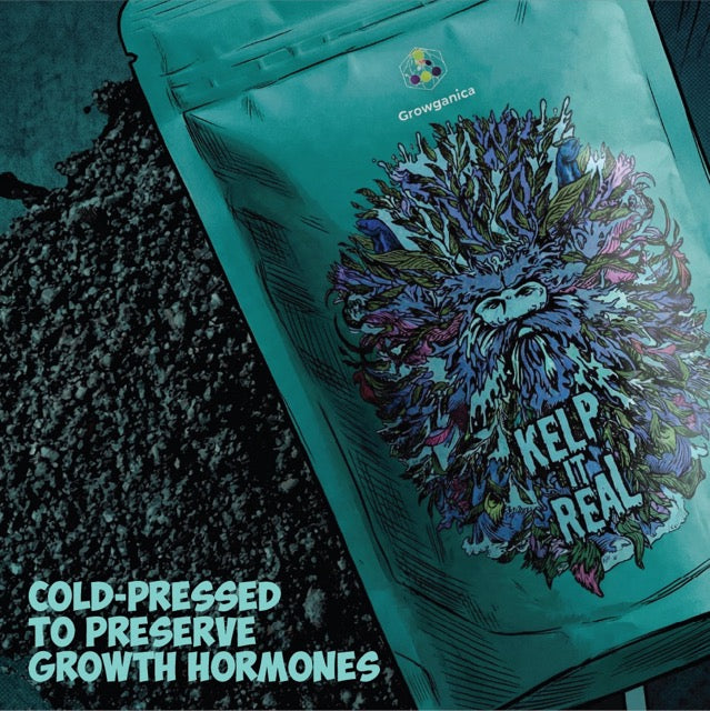 Growganica Kelp it Real OMRI Organic Soluble Seaweed 0-0-14 | Natural Plant Growth Stimulant & Fertilizer for Soil & Hydroponics