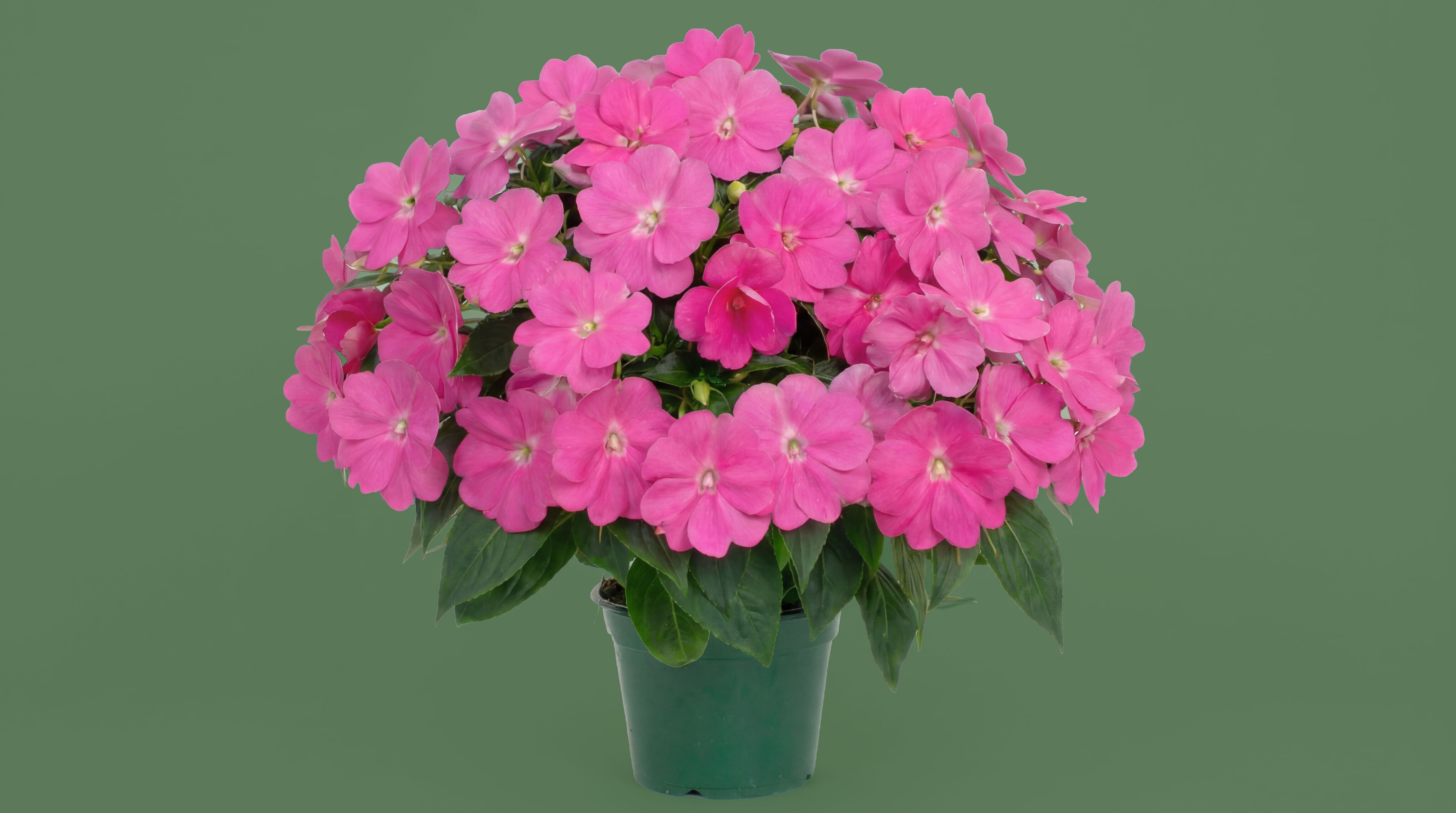 Bloom – Organic Flowering Fertilizer (0-6-4) – GROWGANICA