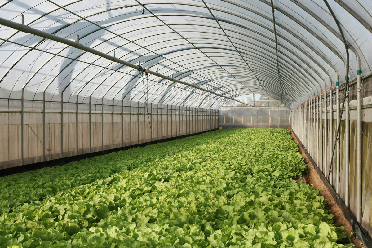 Long rows of leafy crops growing in a large production greenhouse